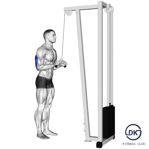 Cable Triceps Pushdown