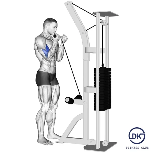 Biceps Cable